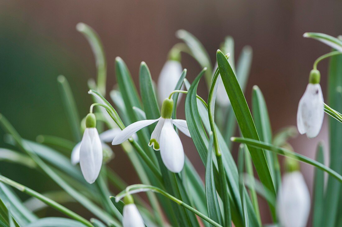 Snowdrops (detail)