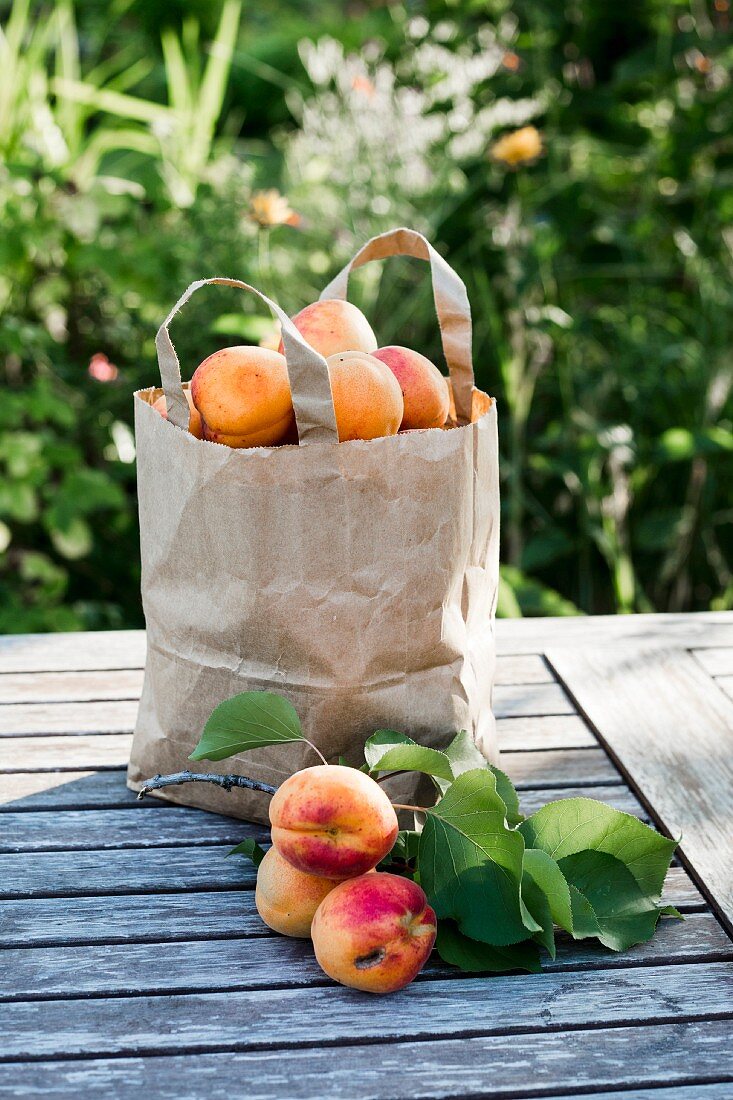 Hand-picked apricots in paper bag on wooden garden table in sunlight