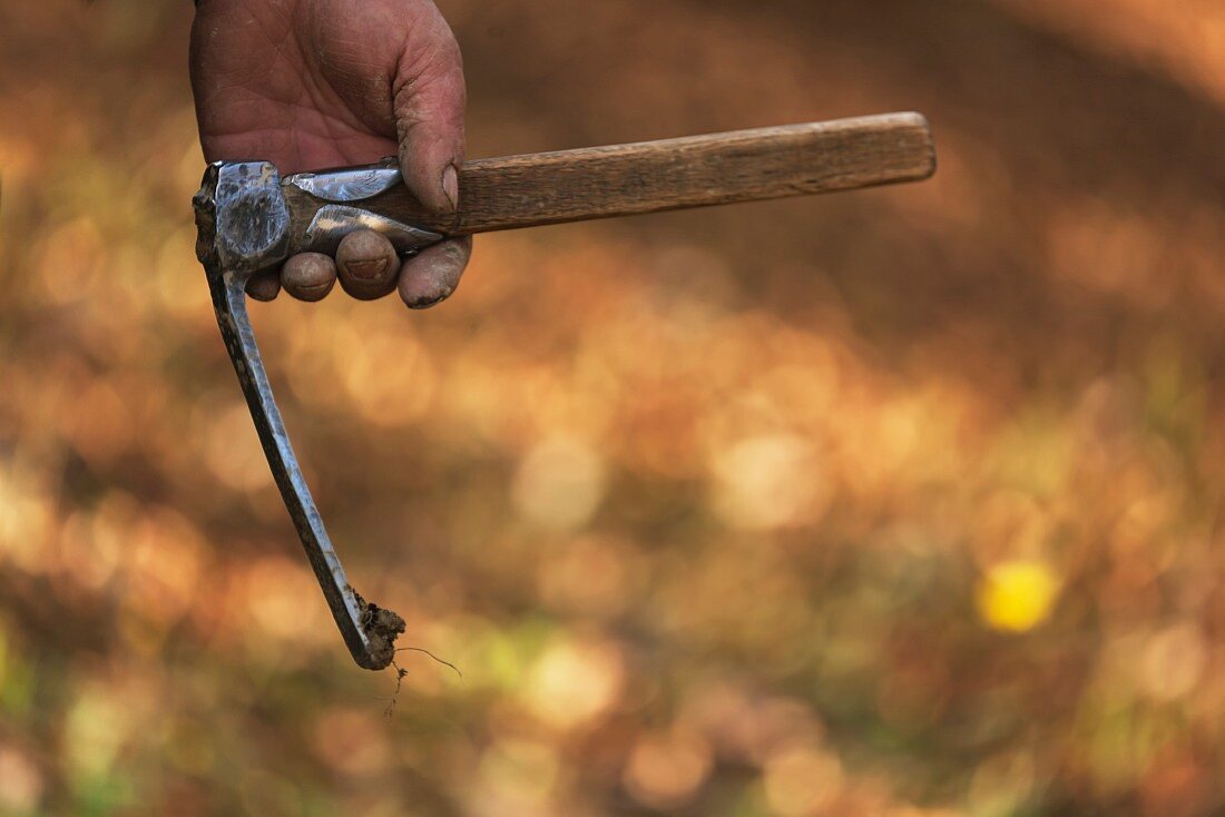 A truffle-hunting tool in the Piedmont region of Italy