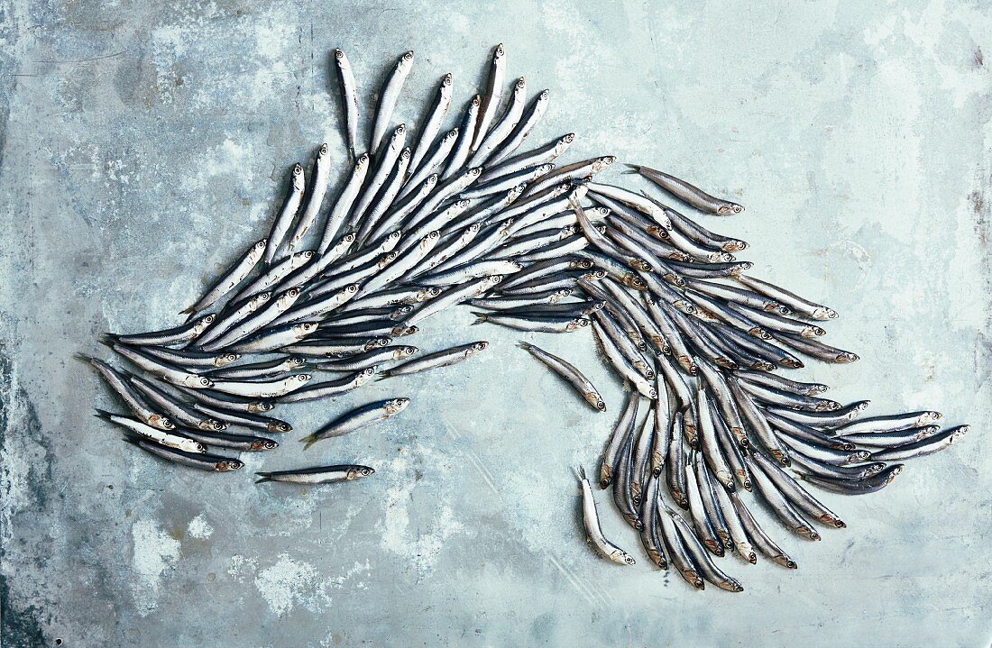 A swarm of sardines