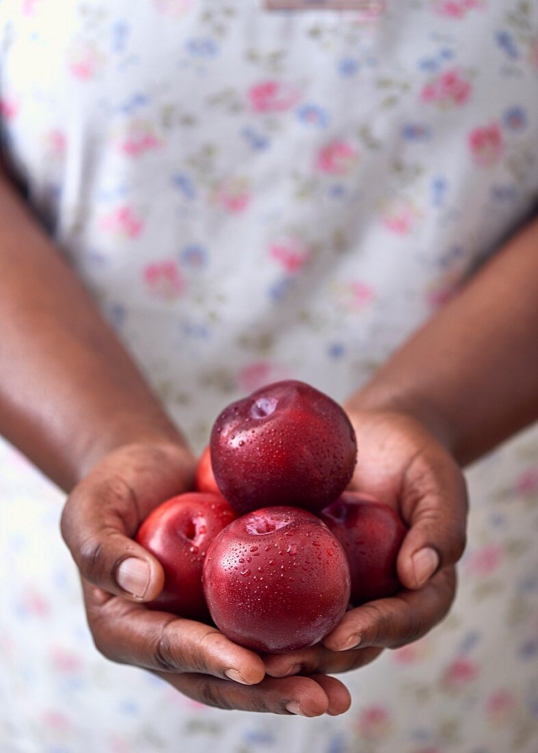 Hands holding fresh plums