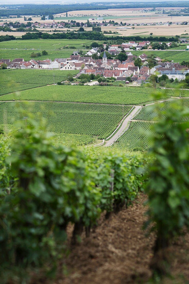 Domaine de la Romaneé-Conti, Burgund, Frankreich