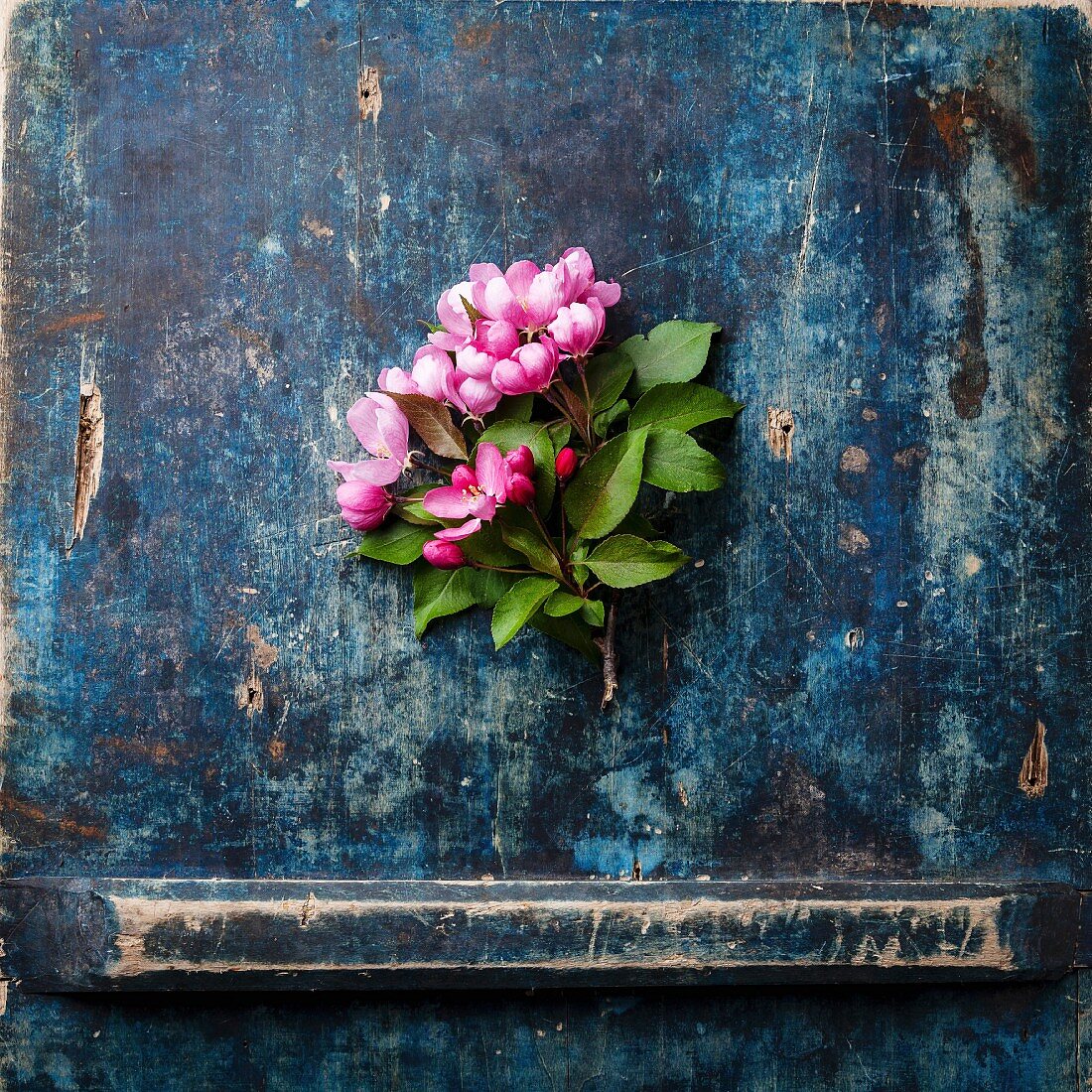 Blossoming branch of Pink apple tree on blue background