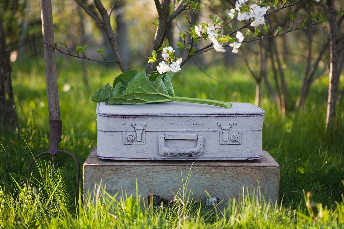Grauer Koffer mit Blütenzweig und Rhabarberblatt auf Holzkiste