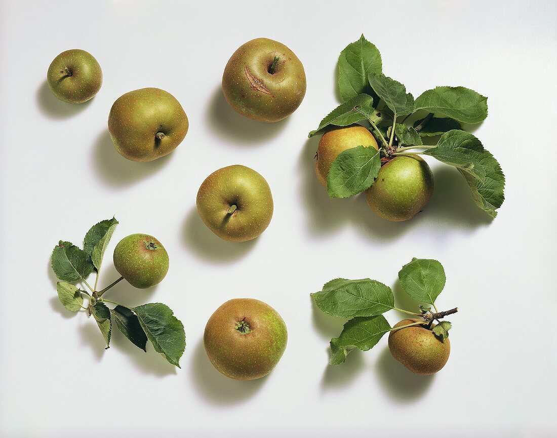 Still Life of Russet Apples
