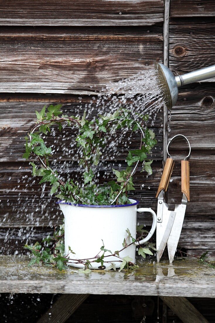 Watering heart-shaped ivy plant with a watering can