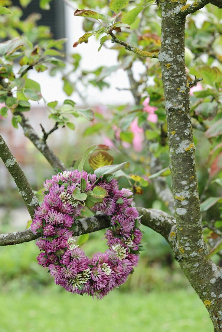 Kleeblütenkranz an Obstbaum im Garten