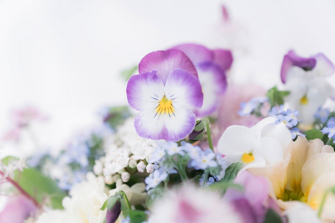 Purple and white violas and other delicate spring flowers