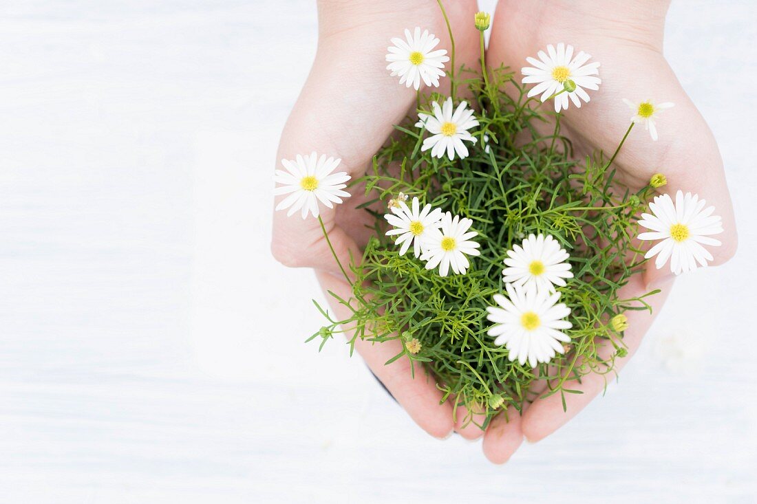 White flowers held in cupped hands