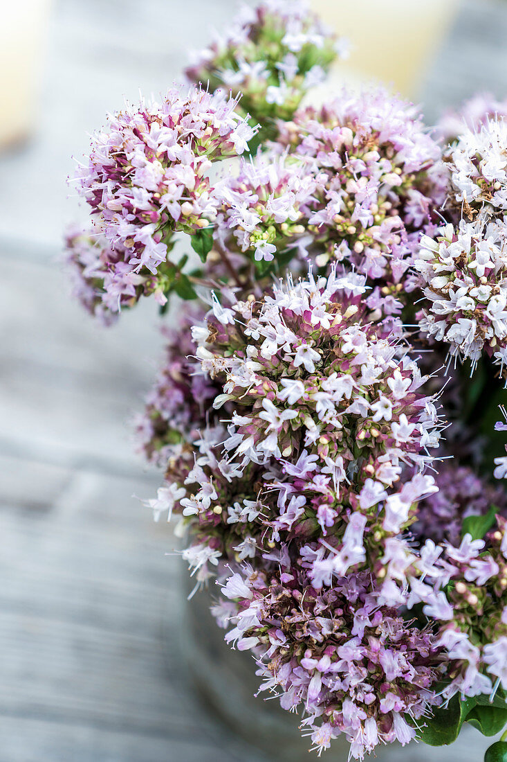 Wild marjoram flowers