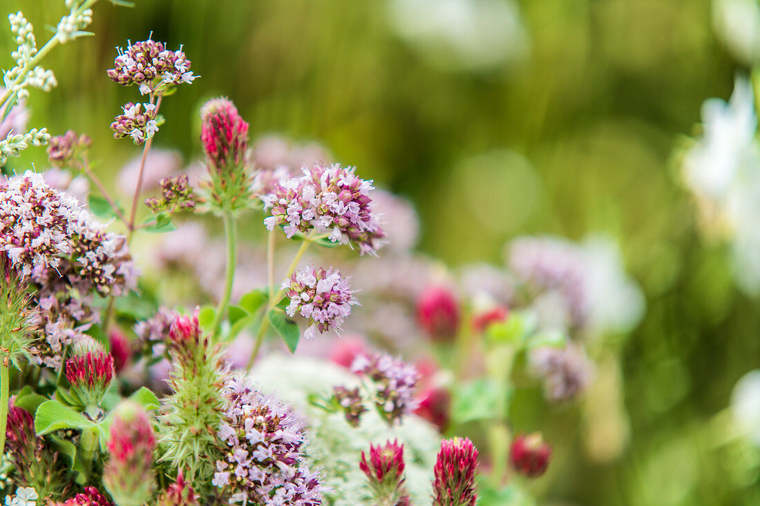 Blüten des Wilden Oregano und rote Kleeblüten in der Wiese