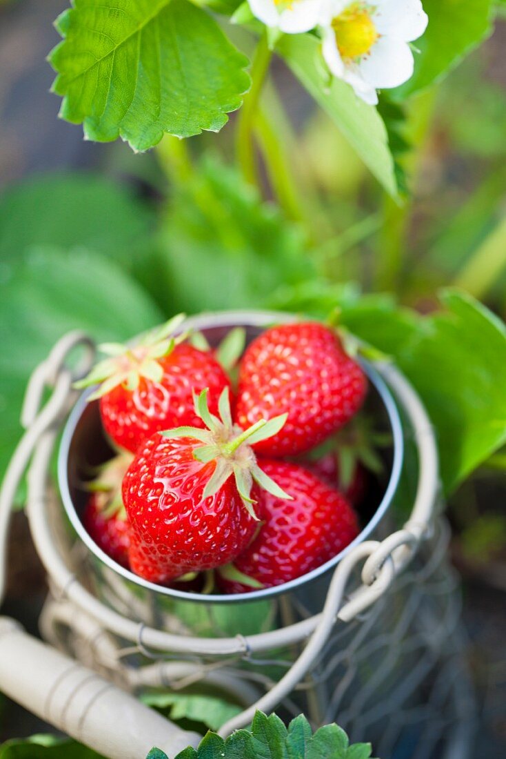 Erdbeeren aus dem Garten in kleinem Drahtkorb