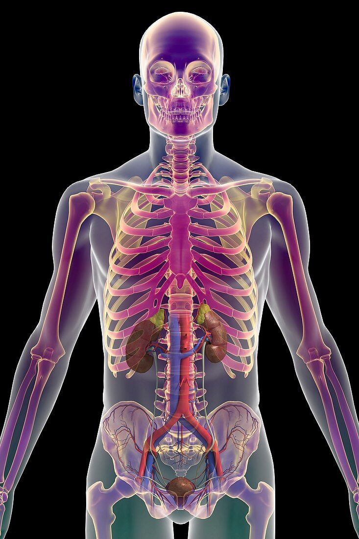 The Urinary System (Male), artwork