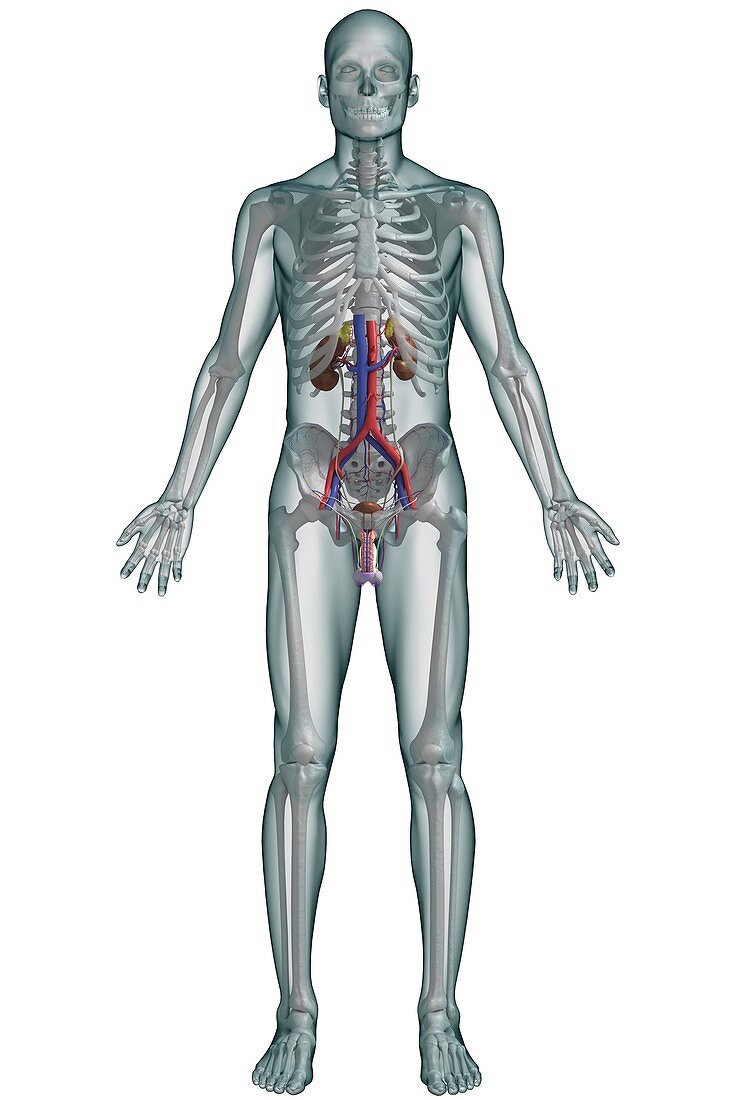 The Urinary System (Male), artwork