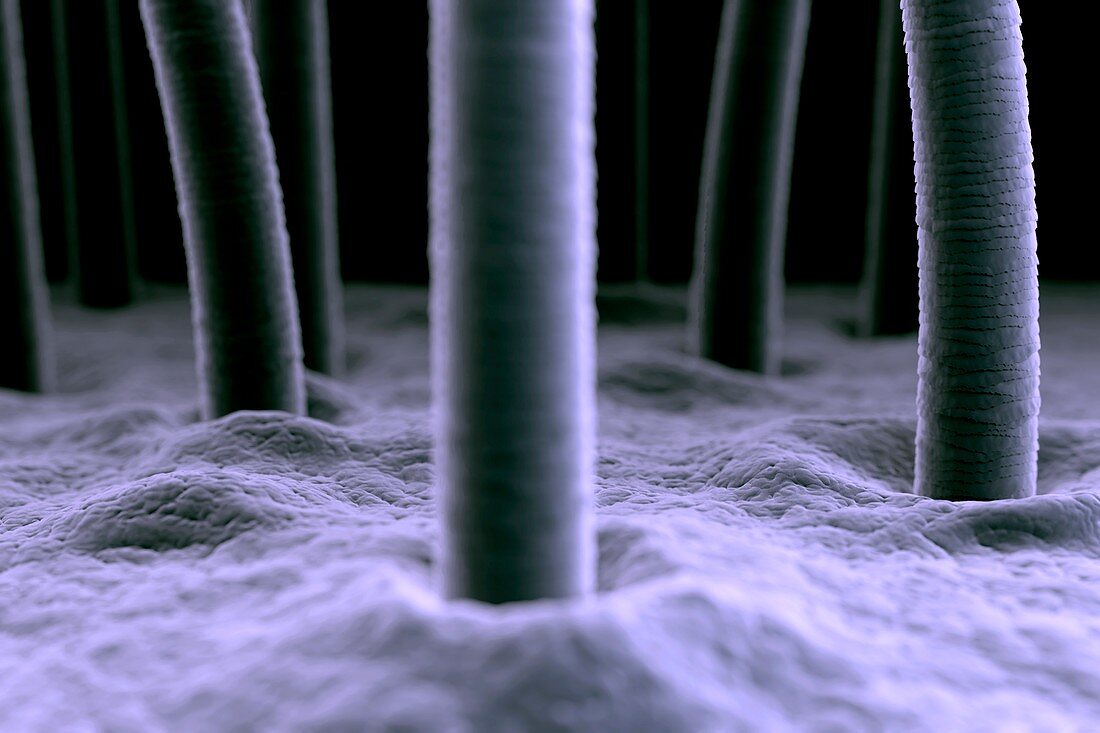 Microscopic Skin, artwork