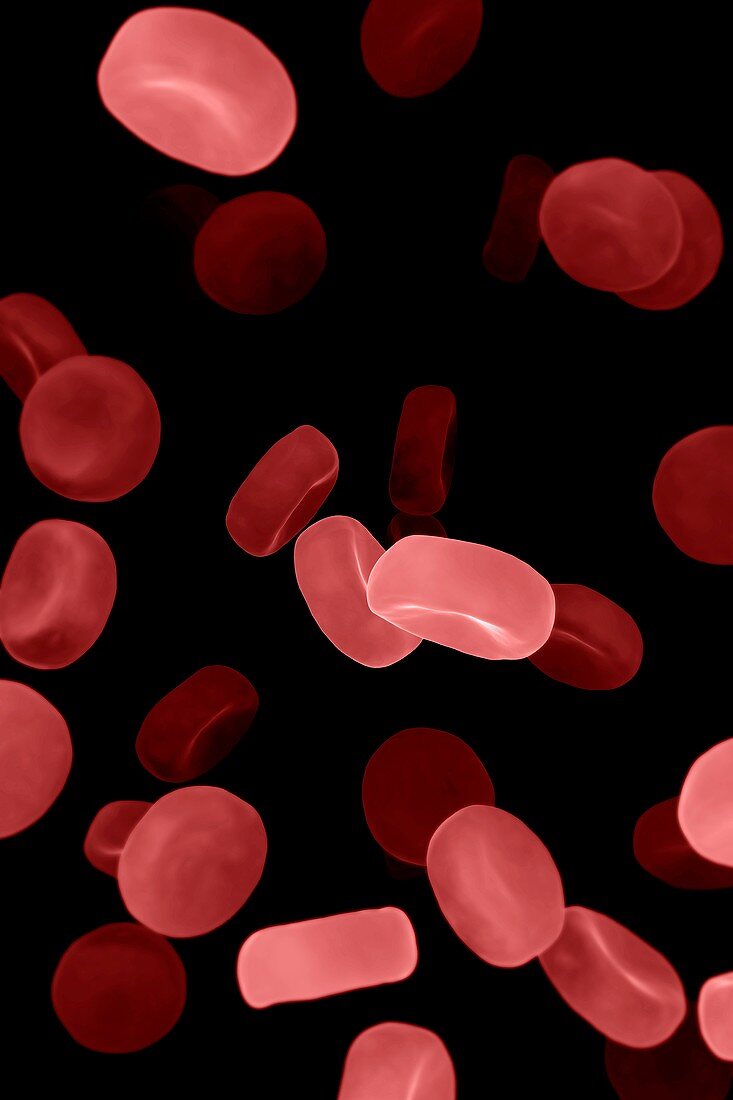 Red Blood Cells, artwork