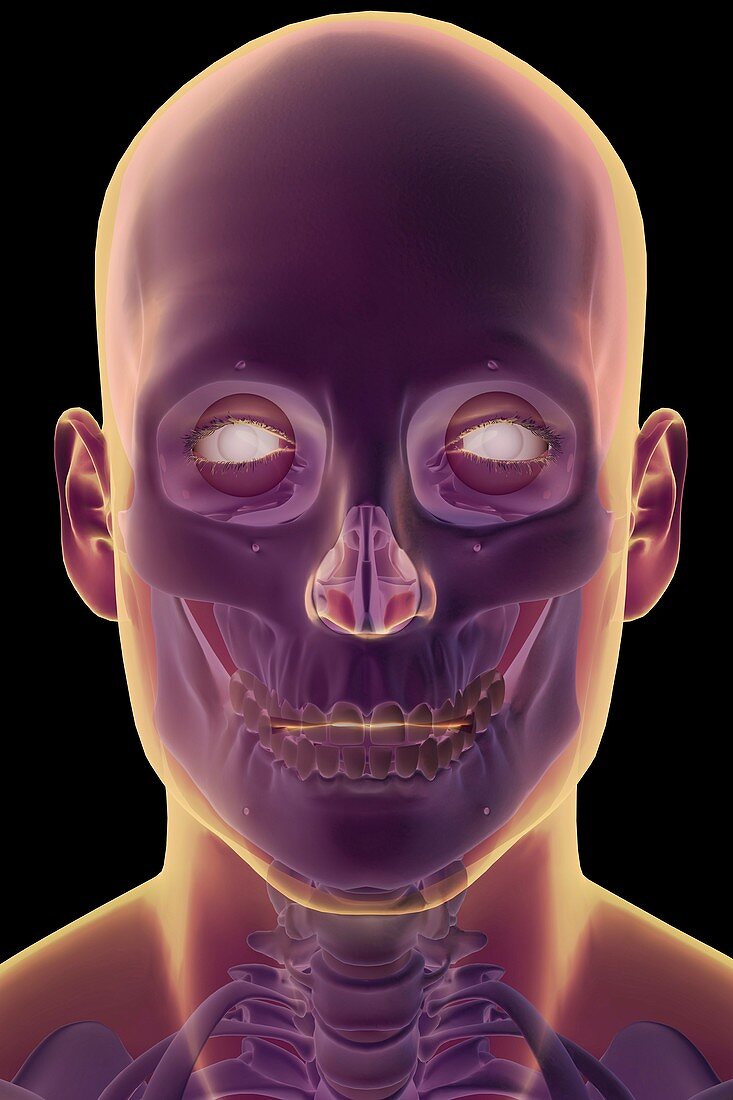 The Skull, artwork