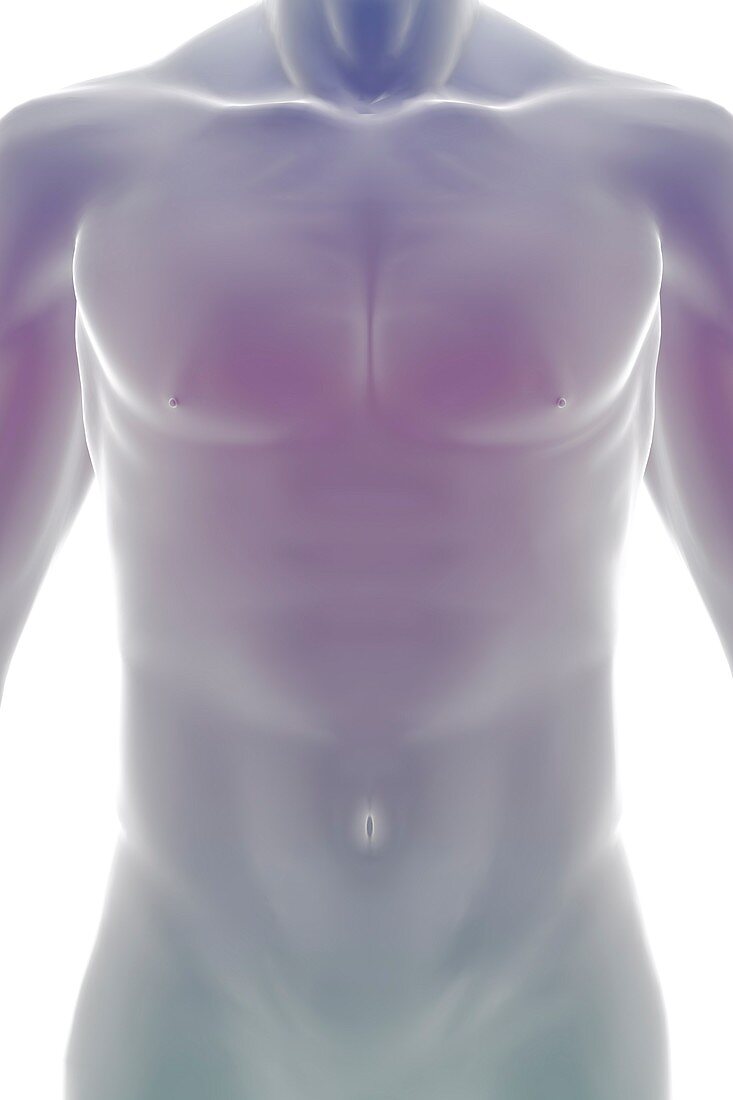 Surface Anatomy (Male), artwork