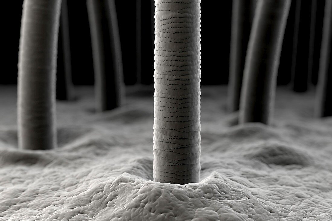 Microscopic Skin, artwork