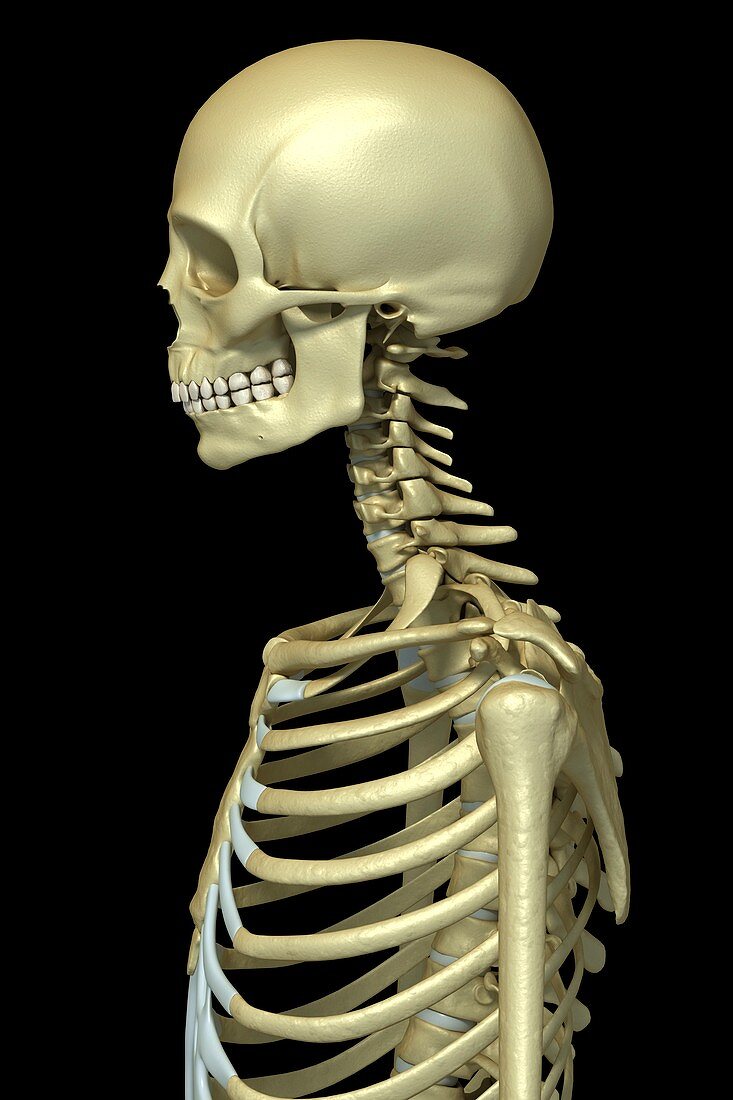 Bones of the Upper Body, artwork