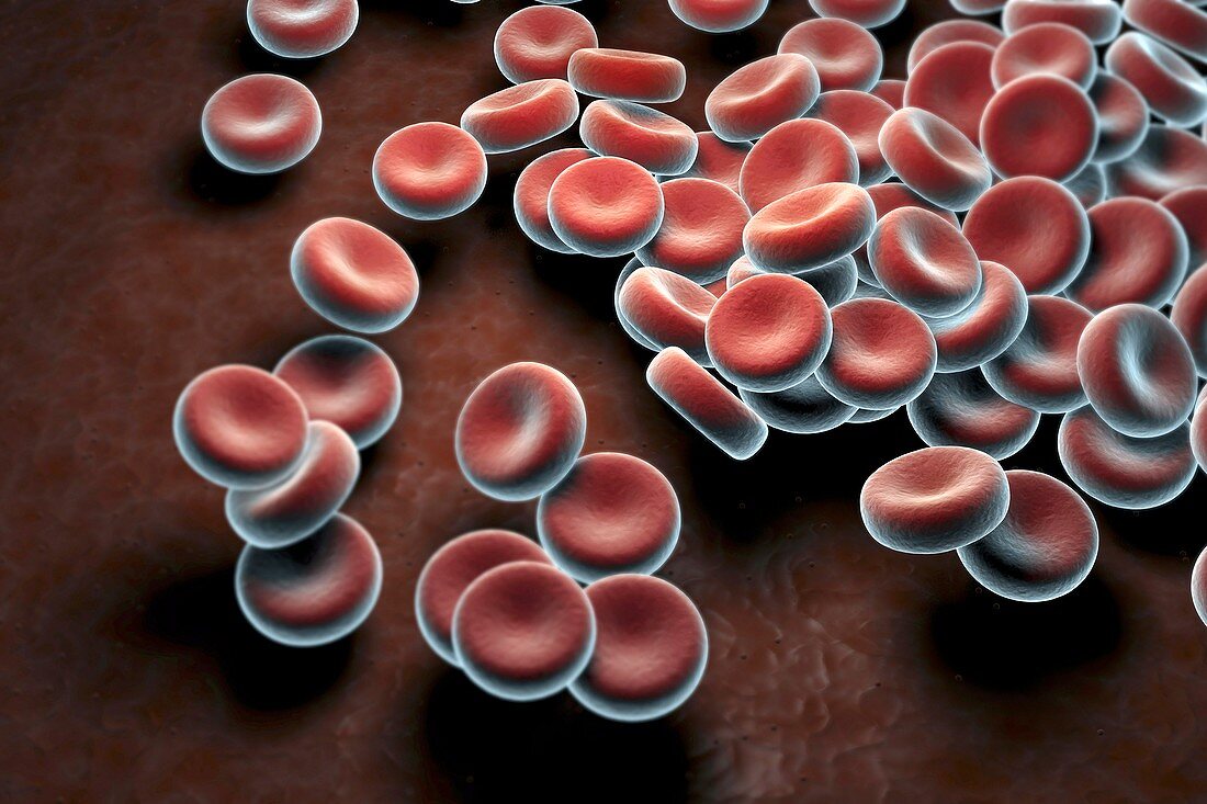 Red Blood Cells, artwork