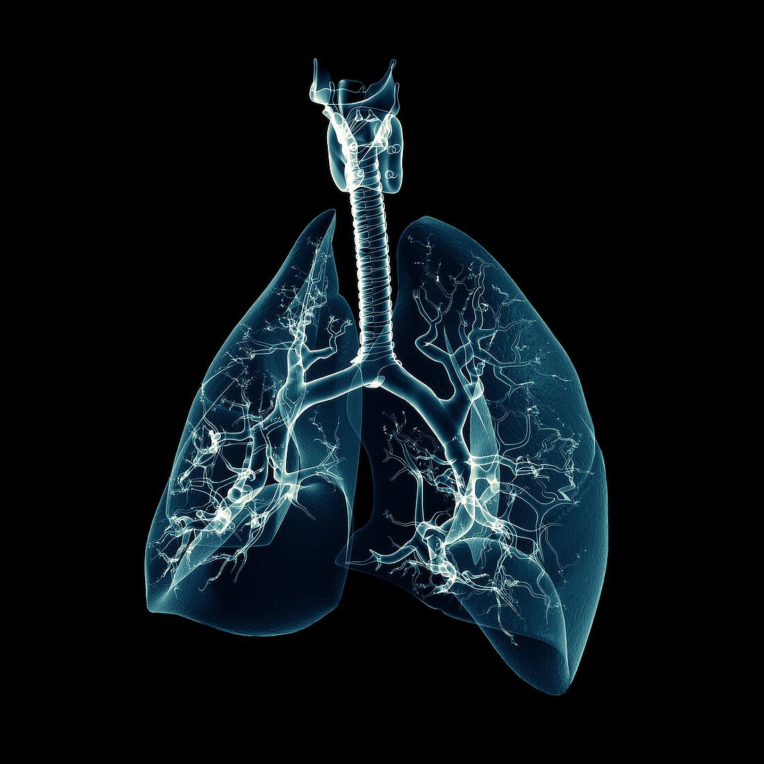 Human Lungs, artwork