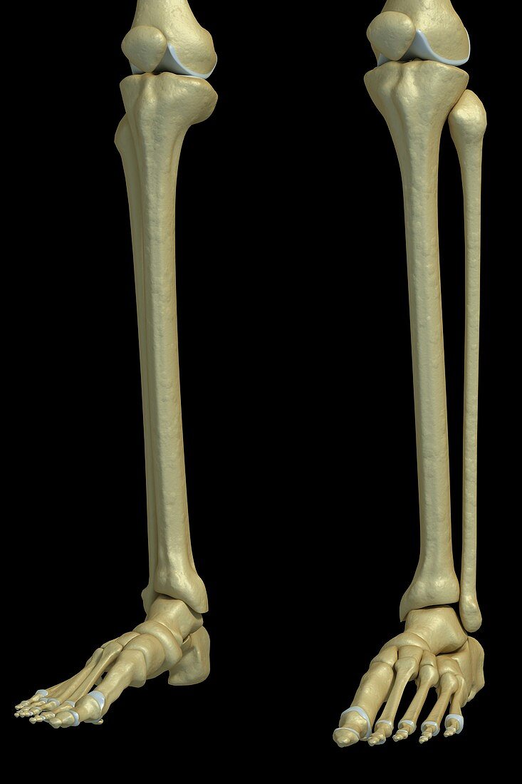 The Lower Leg Bones, artwork