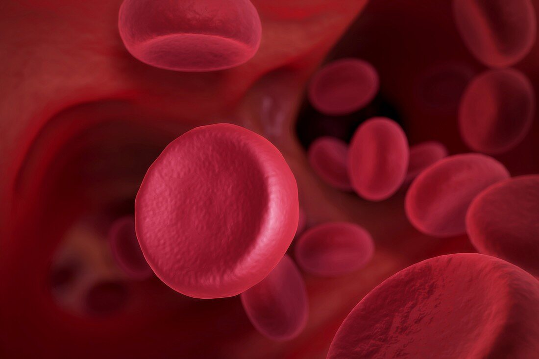 Red Blood Cells, artwork