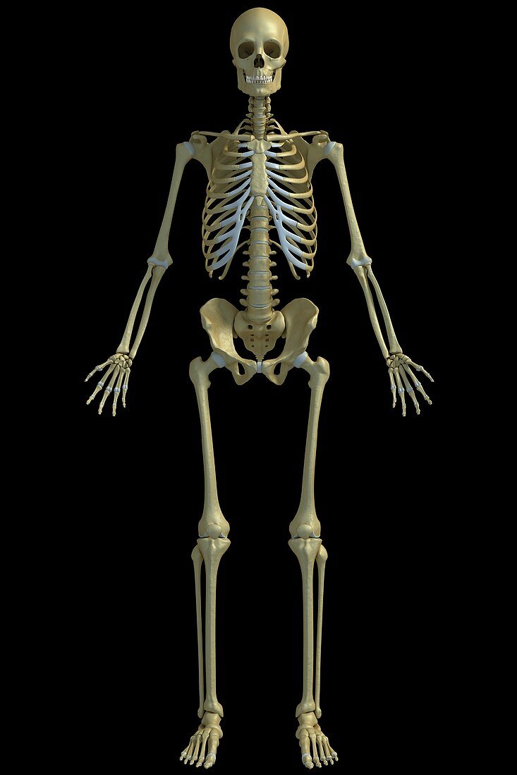 The Skeleton, artwork