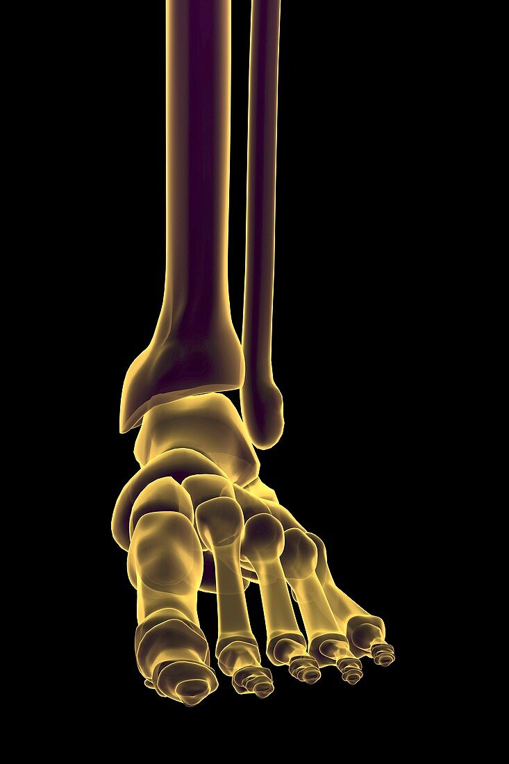 Bones of the Foot, artwork