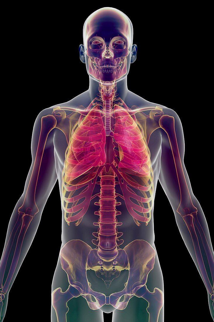 The Respiratory System, artwork