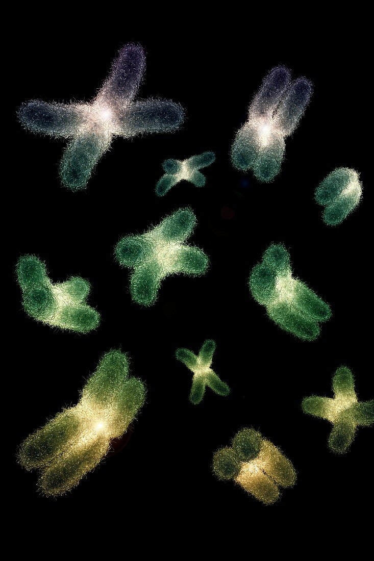 Human Chromosomes, artwork