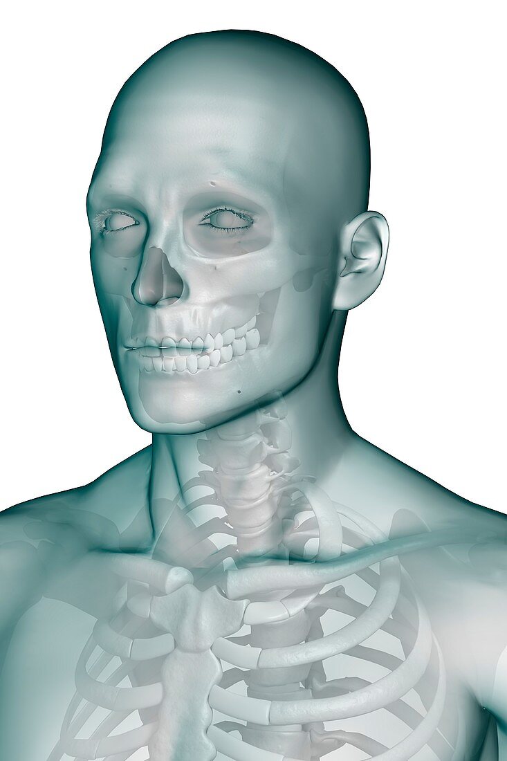 Bones of the Head and Upper Thorax