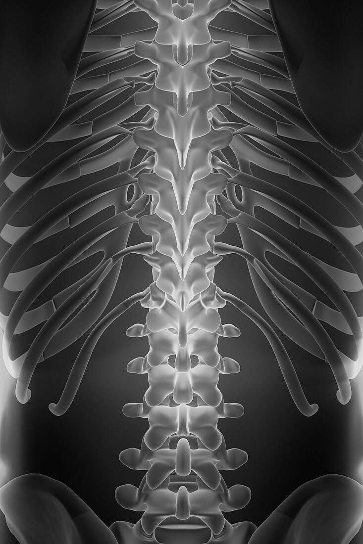 The Spine, artwork