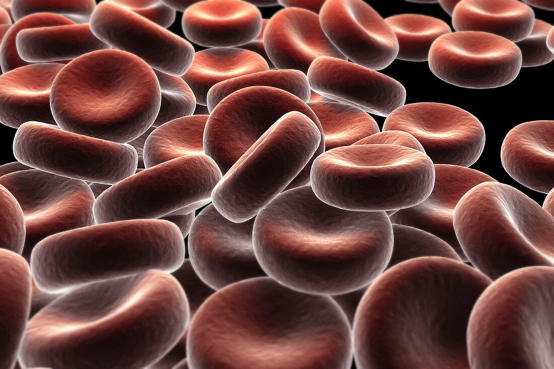 Red Blood Cells, artwork