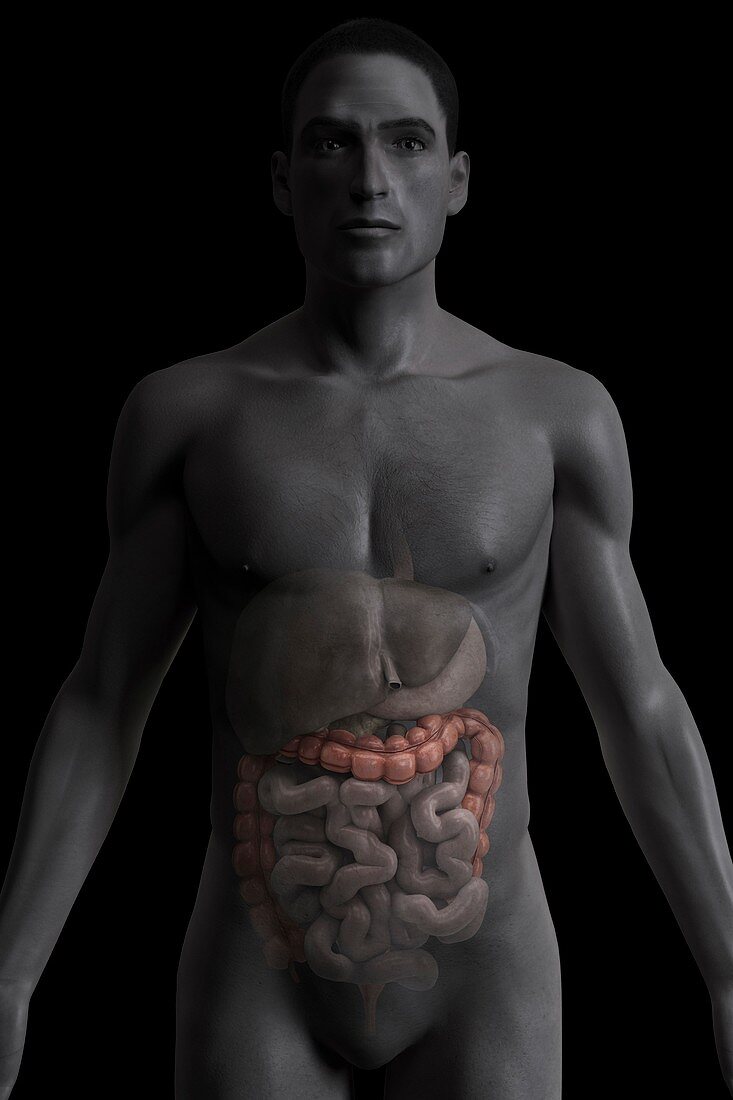 The Large Intestine, artwork