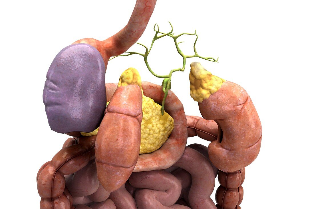 Digestive System with Kidneys, artwork