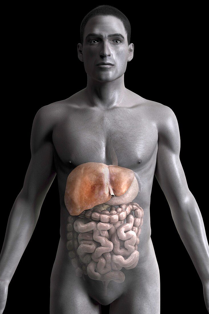 Human Liver, artwork
