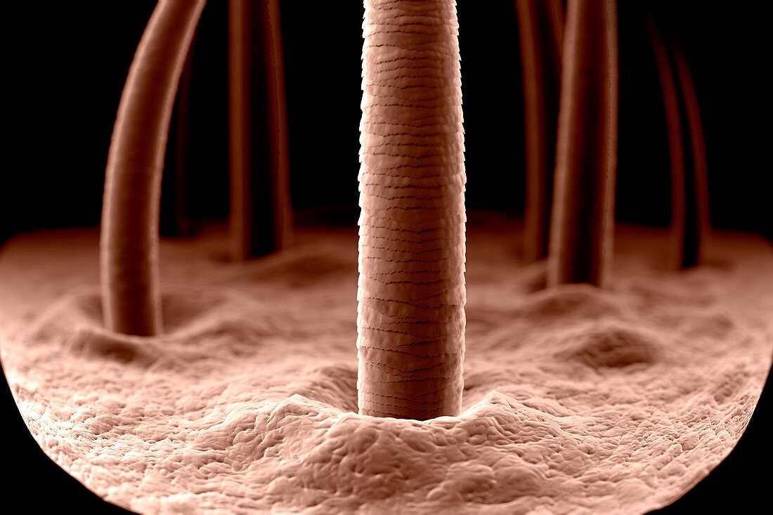 Microscopic Skin, artwork