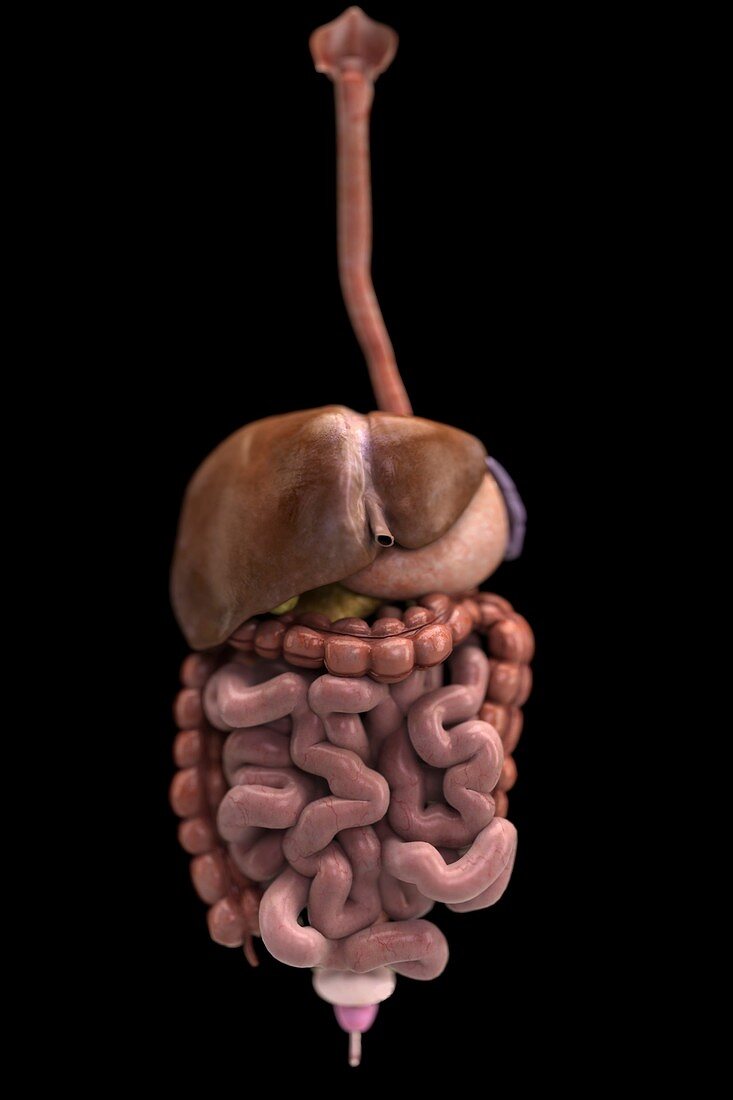 The Digestive System, artwork