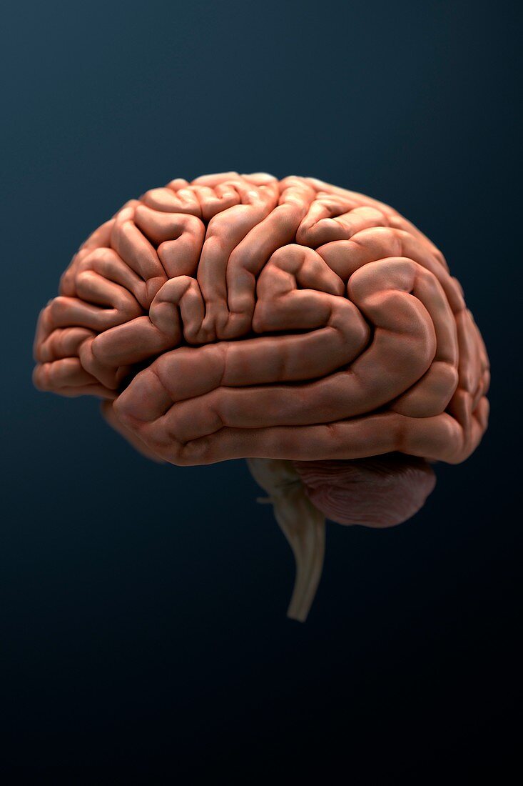 Human Brain, artwork