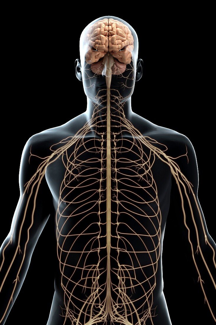 The Nerves of the Upper Body, artwork