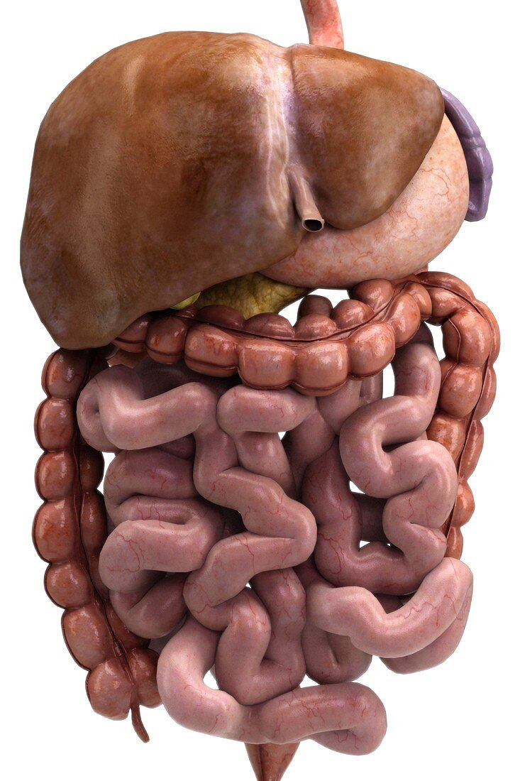 The Digestive System, artwork