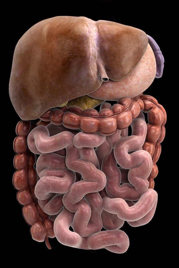 The Digestive System, artwork