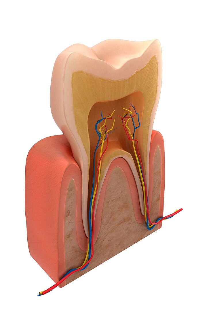 Tooth Anatomy, artwork