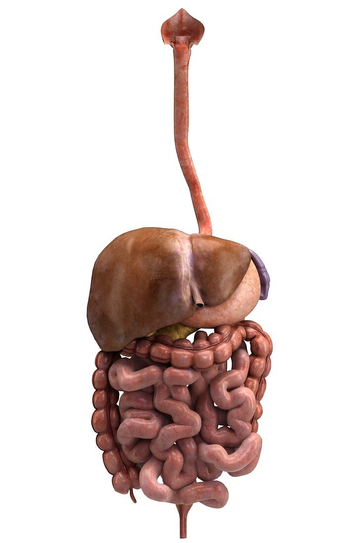 The Digestive System, artwork