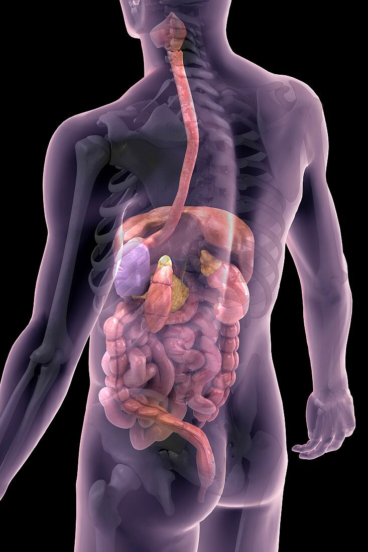 The Digestive System, artwork