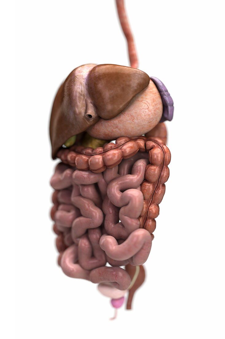 The Digestive System, artwork