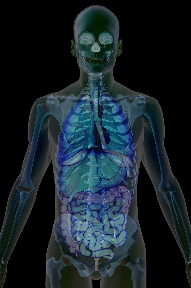 The Respiratory and Digestive Systems