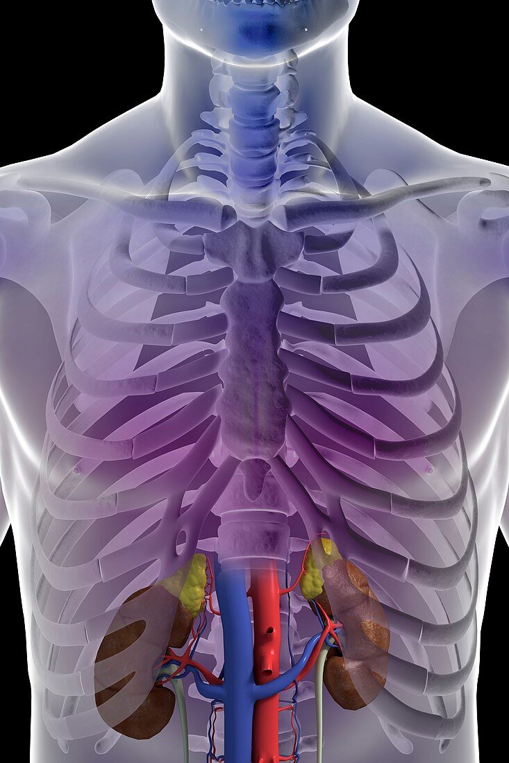 The Renal System, artwork